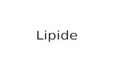 Lipide. Grundlagen Was sind Lipide? Arten und Funktionen von Lipiden Glycerophospholipide Mono-, Di- und Triglycerine Ergosteriol und Ergosterylester