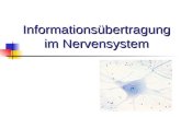 Informationsübertragung im Nervensystem. 1. Aufbau des Nervensystems 2. Aufbau einer Nervenzelle 3. Ruhemembranpotential 4. Aktionspotential 5. Erregungsleitung.