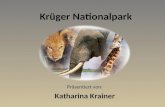 Krüger Nationalpark Präsentiert von: Katharina Krainer.