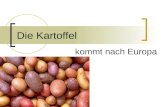 Die Kartoffel kommt nach Europa. Herkunft der Kartoffel Die Kartoffel stammt aus den Gebirgsländern Südamerikas.