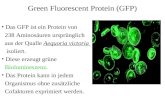 Green Fluorescent Protein (GFP) Das GFP ist ein Protein von 238 Aminosäuren ursprünglich aus der Qualle Aequoria victoria isoliert. Diese erzeugt grüne.