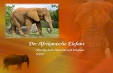 Der Afrikanische Elefant Von Nathalie Marchal und Johanna Stieler.