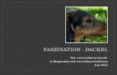 FASZINATION - DACKEL Von:  in Kooperation mit  Juni 2011.