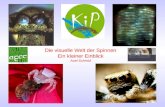 Die visuelle Welt der Spinnen Ein kleiner Einblick Axel Schmid biologie.