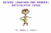 BECKEN (KNOCHEN UND BÄNDER) ARTICULATIO COXAE DR. ANDREA D. SZÉKELY.