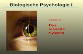 Kapitel 6 Das visuelle System Biologische Psychologie I.