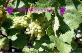 Der Weinstock. Weintrauben wachsen auf Weinstöcken Die süßen und saftigen Weintrauben wachsen auf Weinstöcken. Mit seinen weit verzweigten Wurzeln hält.