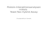 Protein- Interaktionsanalysen mittels Yeast-Two-Hybrid Assay Grundpraktikum Genetik.