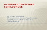T3,T4,TSH, Regelkreis, Wirkungsmechanismus, Hypothyreose, Hyperthyreose, Morbus Basedow, Labordiagnostik.