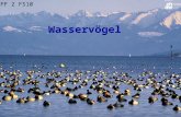 Wasservögel EFF 2 FS10. Wasservogelgebiete der Schweiz aus Grundkurs Ornithologie, ZVS.
