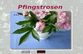 Pfingstrosen … Die Pfingstrose – die Rose ohne Dornen.