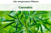 Cannabis Die vergessene Pflanze. Über Cannabis: 1./ Cannabis sativa (Hanf als Nutzpflanze) ist eine krautige zweihäusige Pflanze, die in wärmeren Gegenden.
