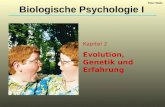 Kapitel 2 Evolution, Genetik und Erfahrung Biologische Psychologie I Peter Walla.