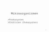 1 Mikroorganismen Prokaryoten Protisten (Eukaryoten)
