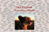 Der Gepard Acinonyx jubatus. Einleitung Schnellstes landlebendes Säugetier: aus Stand innerhalb weniger Sekunden bis zu 110 km/h Ästhetische Erscheinung