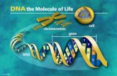 DNA als Erbsubstanz DNA (Desoxyribonukleinsäure) Träger der Erbsubstanz Informationen im genetischen Code verschlüsselt Makromolekül besteht aus den chemischen.