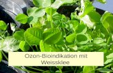 Ozon-Bioindikation mit Weissklee Bioindikatoren sind Lebewesen, deren Vorkommen, Verhalten oder Merkmale sich mit bestimmten Umweltverhältnissen in einen.