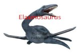Präsentation Paddelsaurier Elasmosaurus Feinde/Nahrung und und und Der Elasmosaurus lebte in der späten Kreide in Asien und Nordamerika. Gewicht:450-460kg.