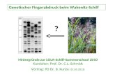 Genetischer Fingerabdruck beim Wakenitz-Schilf Hintergründe zur LOLA-Schilf-Summerschool 2010 Kursleiter: Prof. Dr. C.L. Schmidt Vortrag: PD Dr. B. Kunze.