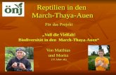 Reptilien in den March-Thaya-Auen Für das Projekt Voll die Vielfalt! Biodiversität in den March-Thaya-Auen Von Matthias und Moritz (13 Jahre alt)