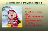 Kapitel 7 Mechanismen der Wahrnehmung, des Bewusstseins und der Aufmerksamkeit Biologische Psychologie I Peter Walla.