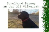 Schulhund Barney an der GGS Vilkerath Definition: (es gibt keine geschützte Definition) Der Schulhund wird in Kindergärten und Schulen eingesetzt. Er.