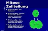 ©emeli 06 1 Mitose - Zellteilung Zellteilung dient dem Wachstum Zellteilung dient dem Wachstum Zellteilung dient auch der Regeneration (Nach- wachsen beschädigter.