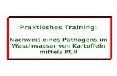 Praktisches Training: Nachweis eines Pathogens im Waschwasser von Kartoffeln mittels PCR.