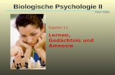 Kapitel 11 Lernen, Gedächtnis und Amnesie Biologische Psychologie II Peter Walla.