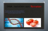 DNA Isolation aus Tomaten Wie wäre es die DNA einer Pflanze sichtbar zu machen? Wäre das nicht spannend? Dieses simple Experiment lässt uns die Tomate.