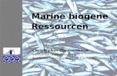 Marine biogene Ressourcen Christopher Zimmermann Institut für Seefischerei der Bundesforschungsanstalt für Fischerei, Hamburg.