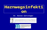 Harnwegsinfektion Dr. Rainer Gattringer. Harnwegsinfektion (HWI) Sehr häufige Infektion: - zweithäufigste Infektion weltweit - Hälfte aller Frauen weltweit.