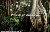 Projekte im Amazonas Daten über den Amazonas Größe: über 5 Mio. km² Am Amazonas Leben die Hälfte aller Tier- und Pflanzenarten Das zentrale Becken, das.