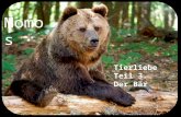 Momo s Tierliebe Teil 3 Der Bär Für bedrohte Wildtiere brechen wieder bessere Zeiten an, darunter befinden sich auch die Braunbären. Die Familie der.