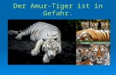 Der Amur-Tiger ist in Gefahr.. Der Amur-Tiger ist einer der größten und schönsten Vertreter der Katzen- familie, der größte Raubtier unseres Planeten.
