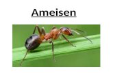 Ameisen. Die Nahrung Gefahren Der Ameisenstaat Arbeitsaufteilung Körperbau Das Nest Arten Die Fortpflanzung.