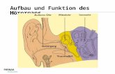 Aufbau und Funktion des Hörorgans Das Äußere Ohr... sammelt den Schall und leitet ihn zum Trommelfell.