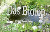 Entwicklung der Pflanzen Wasserpflanzen Sumpfdotterblume Binsen Rohrkolben Pfennigkraut Wasserschwertlilie.
