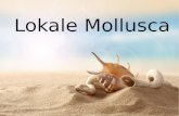 Lokale Mollusca. Gastropoda (Schnecken) Bivalvia (Muscheln) Cephalopoda (Kopffüßer)