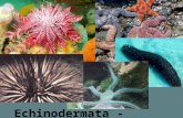 Echinodermata - Stachelhäuter. Was es über Echinodermata zu wissen gibt: 1.Evolution 2.Allgemeines 3.Aussehen 4.Ambulacralsystem – Besonderheit der Echiodermata.