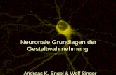 Neuronale Grundlagen der Gestaltwahrnehmung Andreas K. Engel & Wolf Singer Abb.7 28.03.2015Visuelle Wahrnehmung1 Neuronale Grundlagen der Gestaltwahrnehmung.