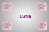 Hallo, ich bin Luna! Ich wohne bei einer wundervollen Familie in einem schnuckeligen Häuschen in Winsen-Luhe. Ich hab‘s vorher nicht so schön gehabt und.