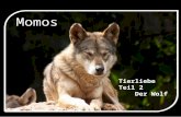 Momo s Tierliebe Teil 2 Der Wolf Der Wolf ist ein Raubtier aus der Familie der Hunde. Wölfe leben in der Regel im Rudel, können aber auch Einzelgänger.