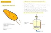 Bakteriengenetik 1. Bauplan eines Bakteriums Zellwand aus Murein Zellmembran Geißeln (Nicht immer vorhanden ) Zytoplasma Bakterienchromosom Plasmid 2.