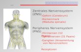 Anatomische Einteilung Zentrales Nervenssystem (ZNS) Peripheres Nervensystem (PNS) -Gehirn (Cerebrum) -Rückenmark (Medulla spinalis) -Hirnnerven.