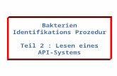 Bakterien Identifikations Prozedur Teil 2 : Lesen eines API- Systems.