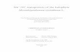 Na+/H+ antiporters of the halophyte Mesembryanthemum crystallinum