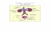 Anatomie-Die Nieren