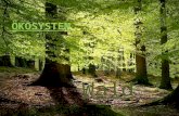 Ökosystem Wald 10 Referat