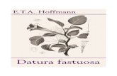 Datura fastuosa - ETA  Hoffmann